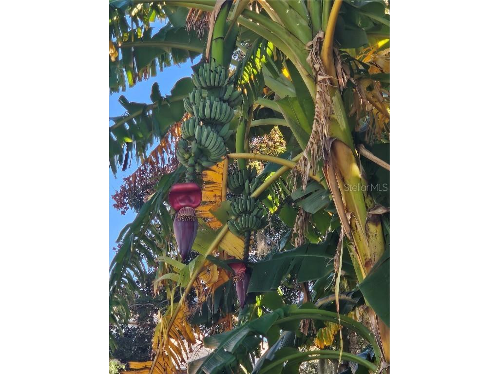 116 Raintree Court Auburndale FL 33823 - LAKE JULIANA O6362557 image33