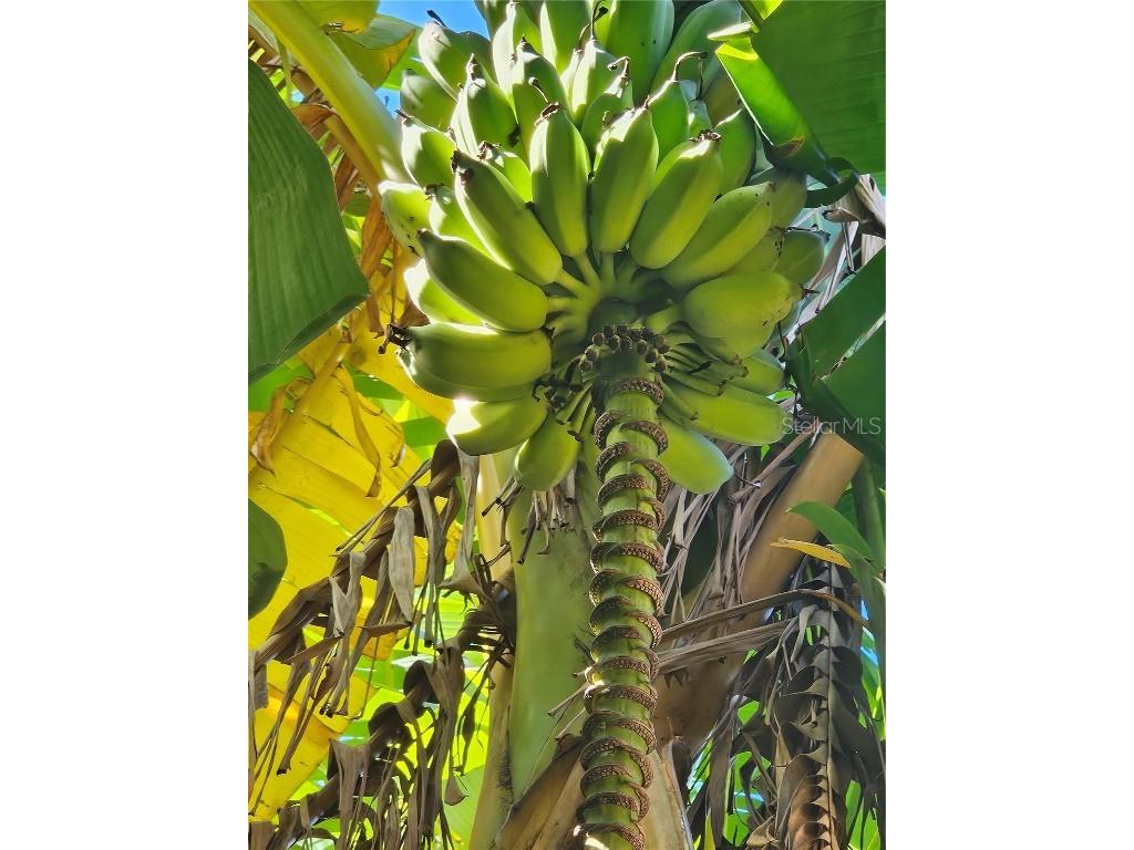 116 Raintree Court Auburndale FL 33823 - LAKE JULIANA O6362557 image34