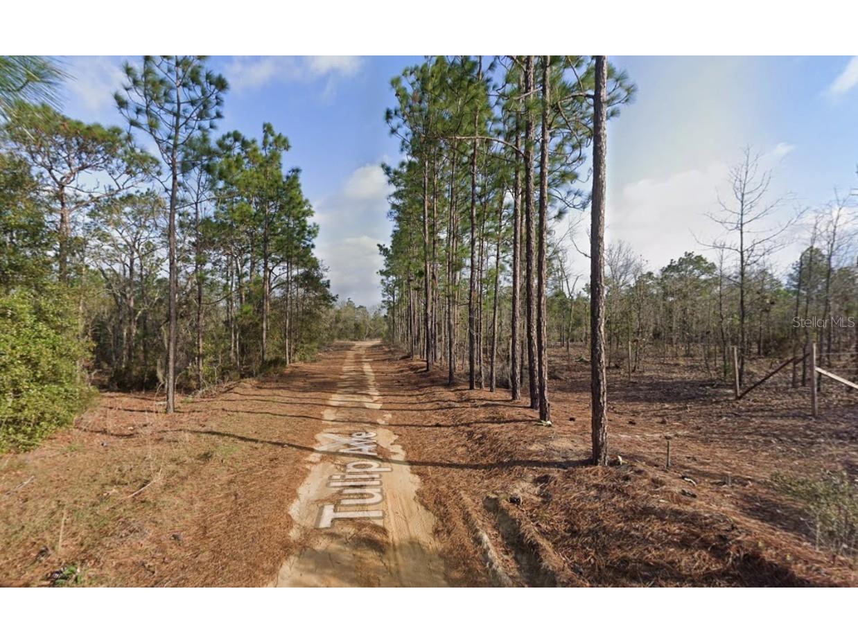 116 Tulip Avenue Interlachen FL 32148 OK225736 image2