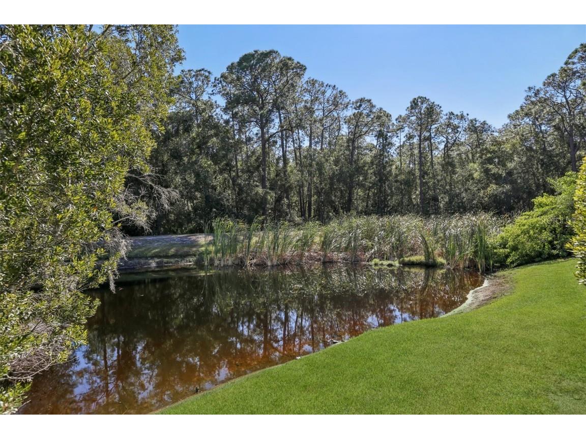 11624 Calf Path Drive Tampa FL 33626 TB8448415 image69