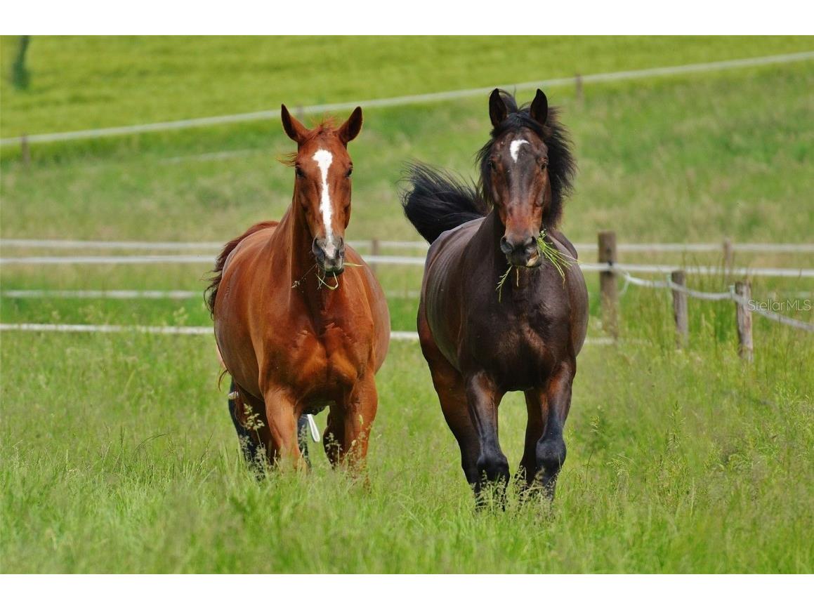 11630 Flynn Court Winter Garden FL 34787 O6301535 image88