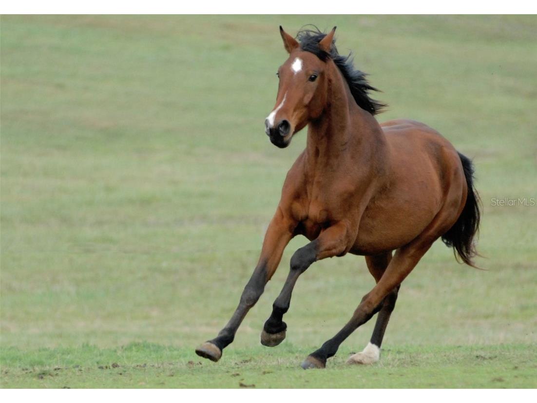 11630 Flynn Court Winter Garden FL 34787 O6301535 image89