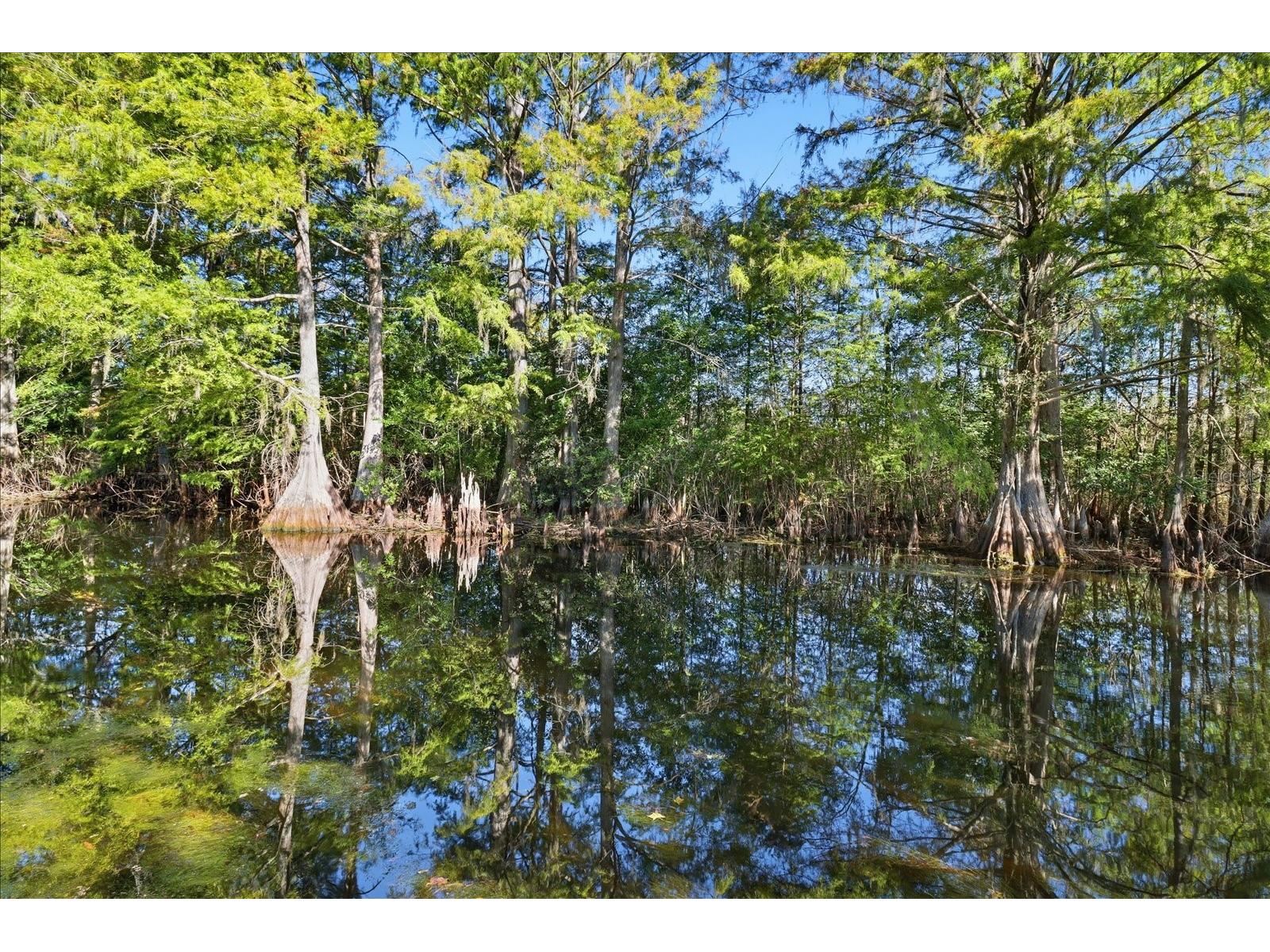 11641 E Salmon Drive Floral City FL 34436 - TSALA APOPKA LAKE CANAL TB8504218 image28