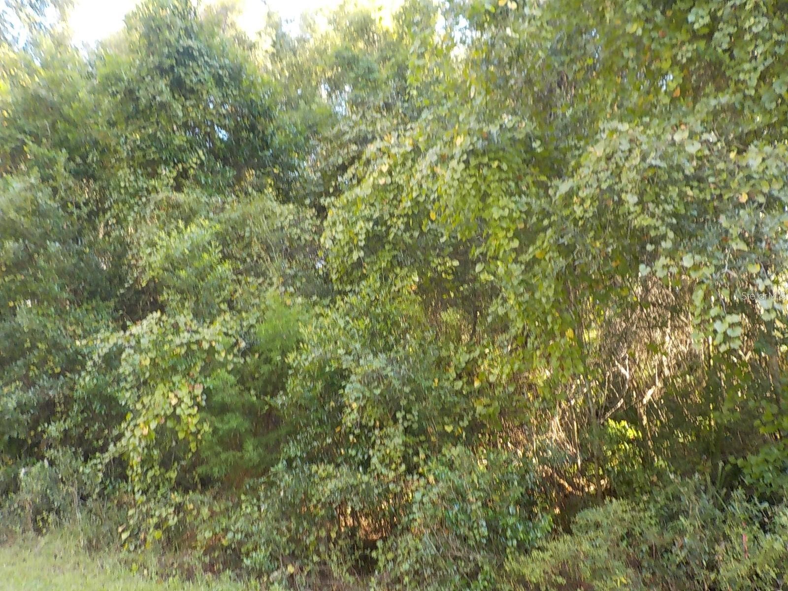 11641 N Kenlake Circle Dunnellon FL 34434 OM716706 image4