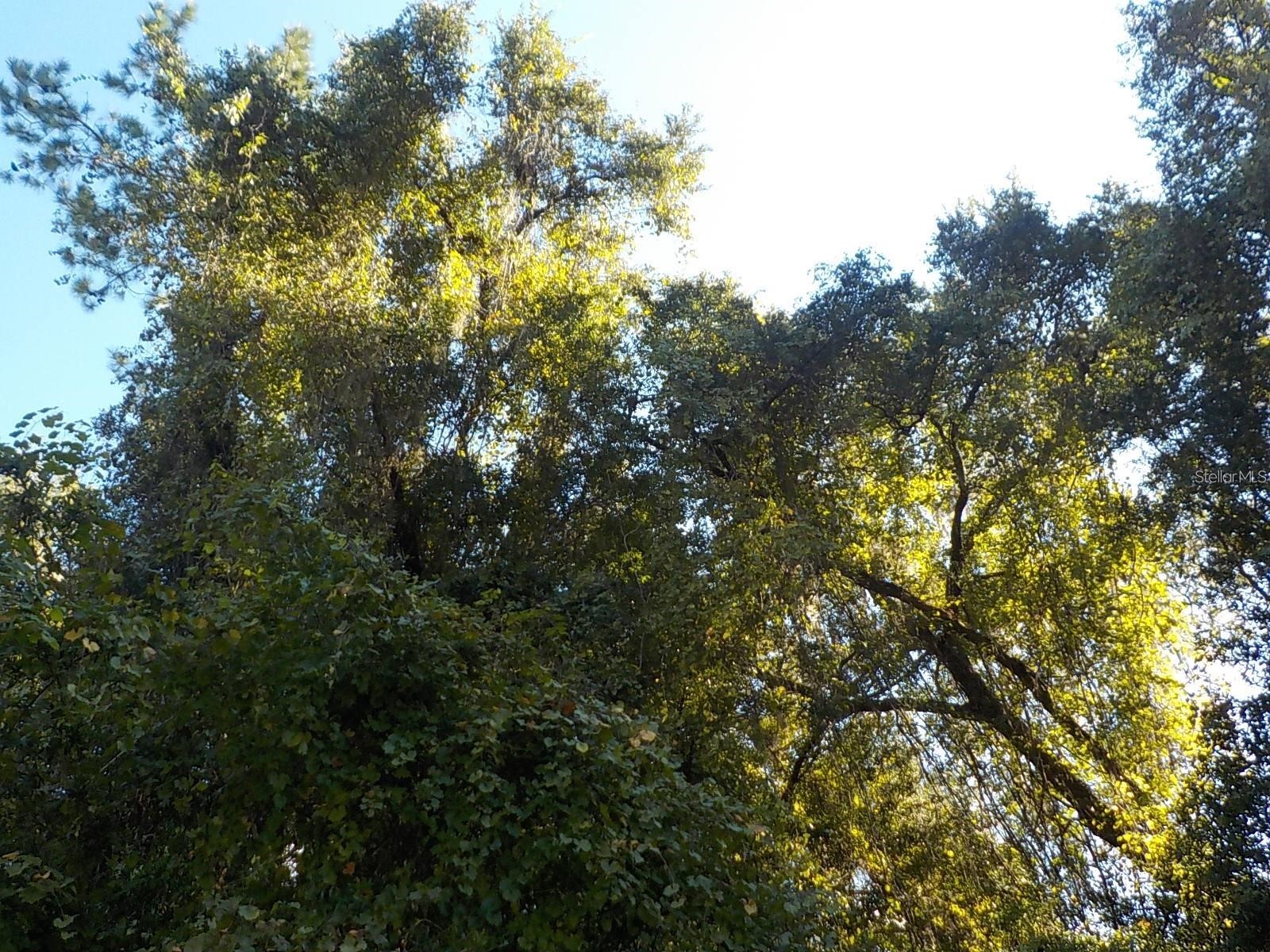 11641 N Kenlake Circle Dunnellon FL 34434 OM716706 image5