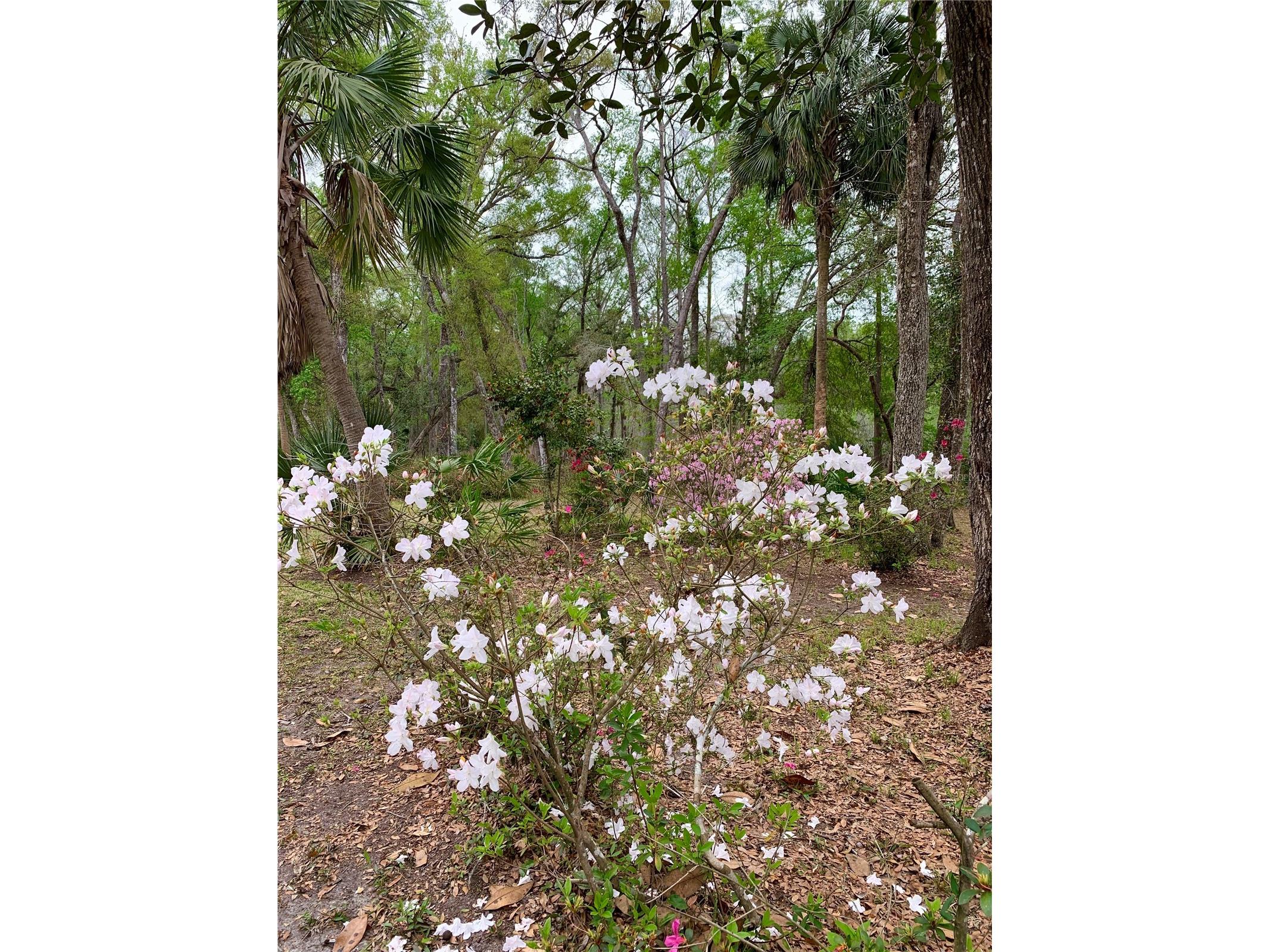 11651 NW 127 Lane Chiefland FL 32626 GC538806 image15
