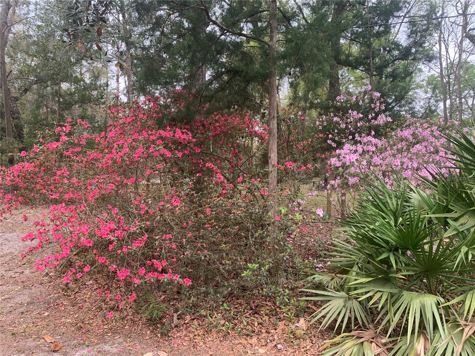11651 NW 127 Lane Chiefland FL 32626 GC538806 image5