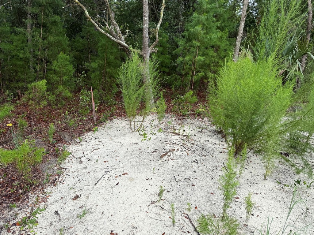 117 Sumac Street Interlachen FL 32148 O6338559 image10