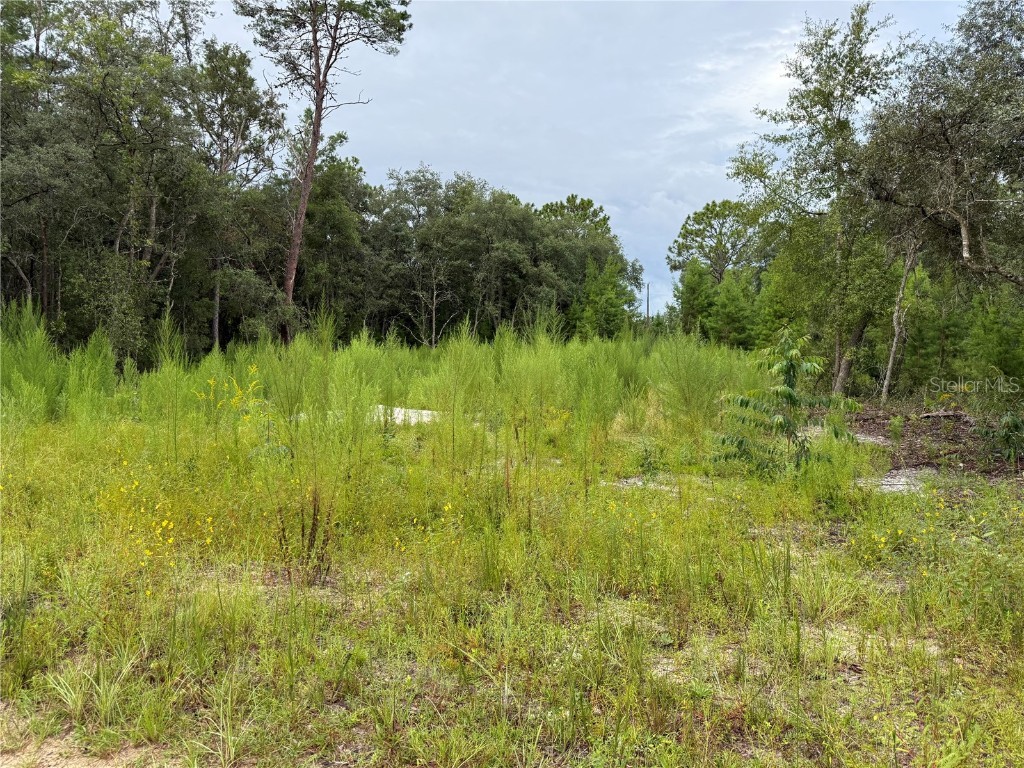 117 Sumac Street Interlachen FL 32148 O6338559 image3