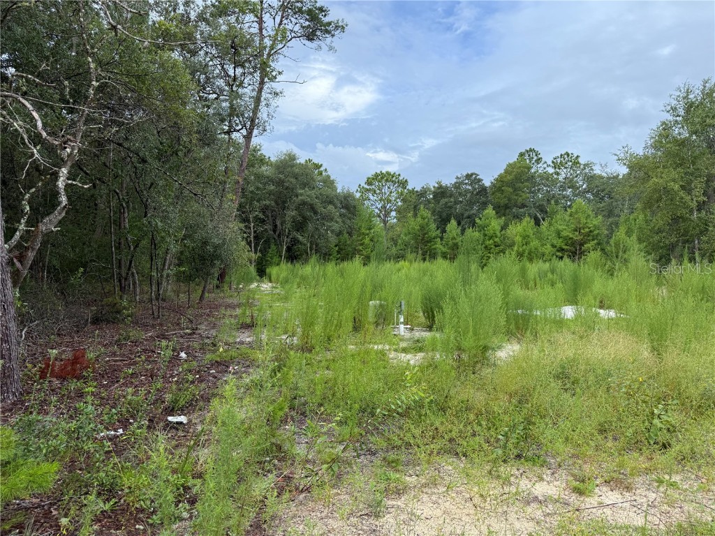 117 Sumac Street Interlachen FL 32148 O6338559 image4