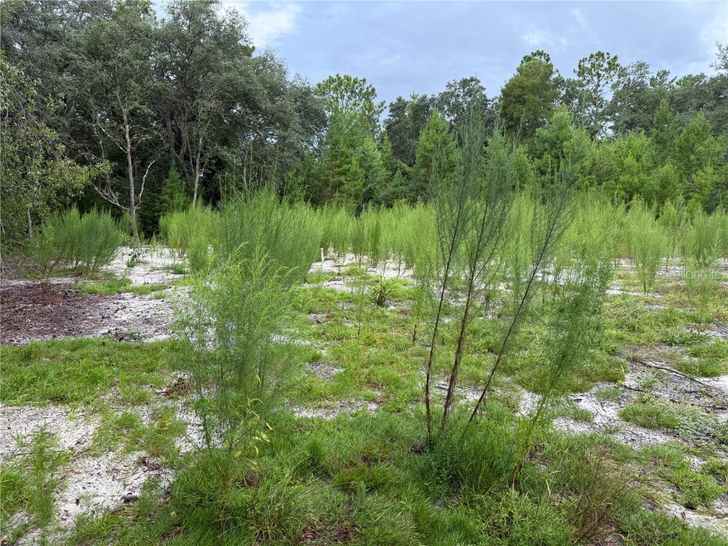 117 Sumac Street Interlachen FL 32148 O6338559 image7