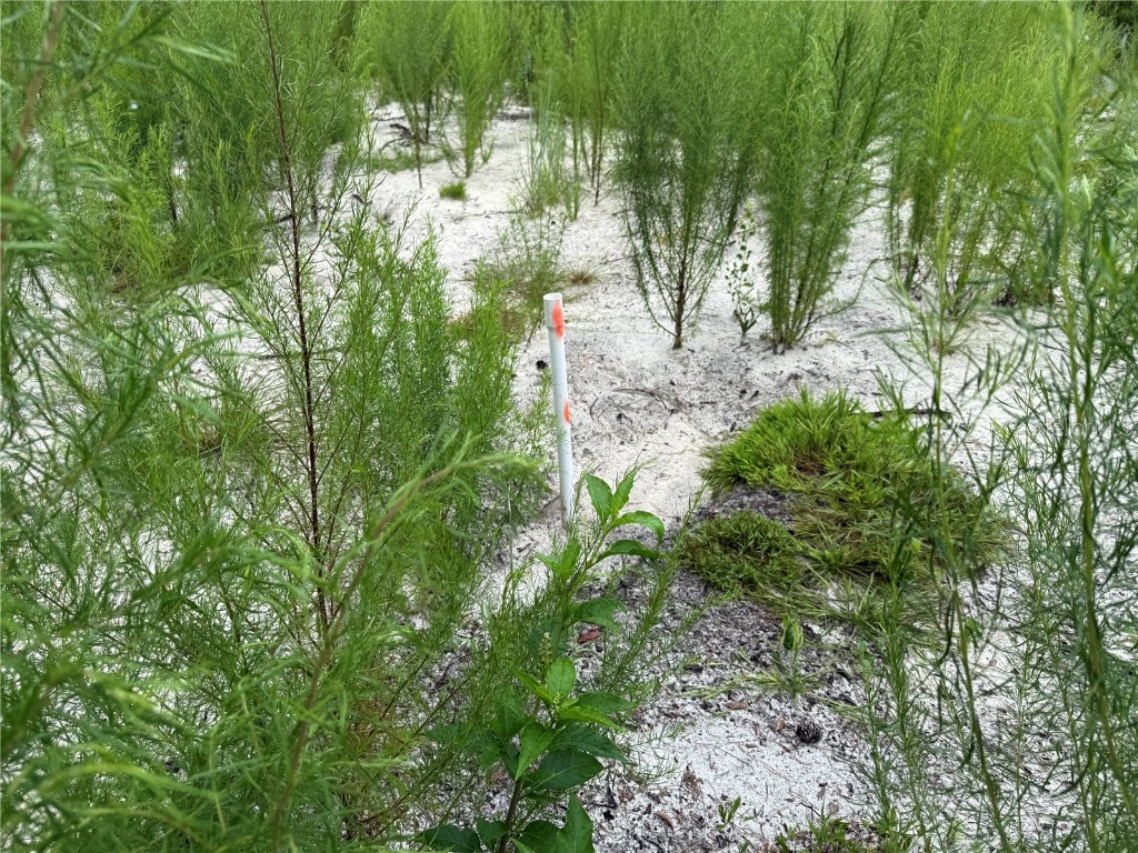 117 Sumac Street Interlachen FL 32148 O6338559 image9