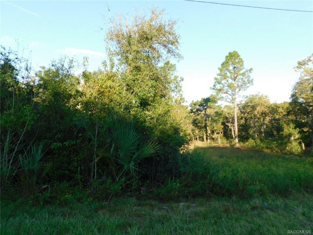 11708 N Belluzzi Terrace Dunnellon FL 34433 OM687320 image1