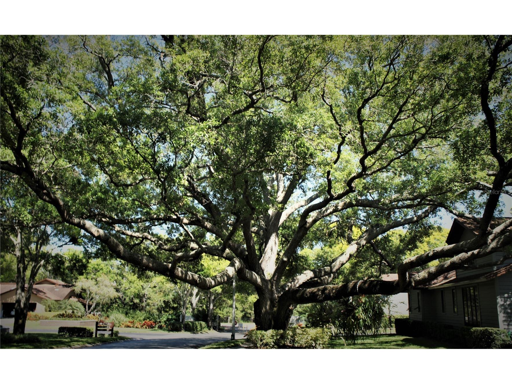 11711 Ridgeview Lane Seminole FL 33772 TB8454378 image28