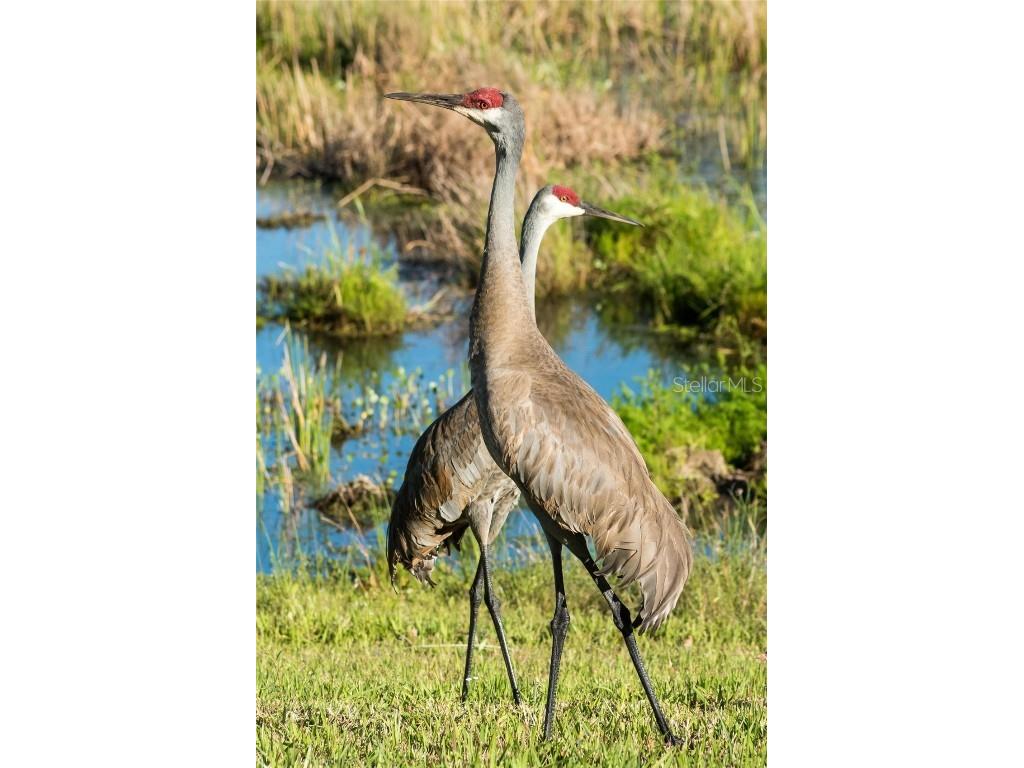 11716 Strandhill Court Lakewood Ranch FL 34202 A4645825 image86