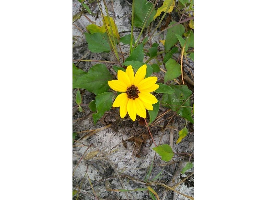 11730 Gulf Boulevard #9 Treasure Island FL 33706 - GULF OF AMERICA TB8396773 image36