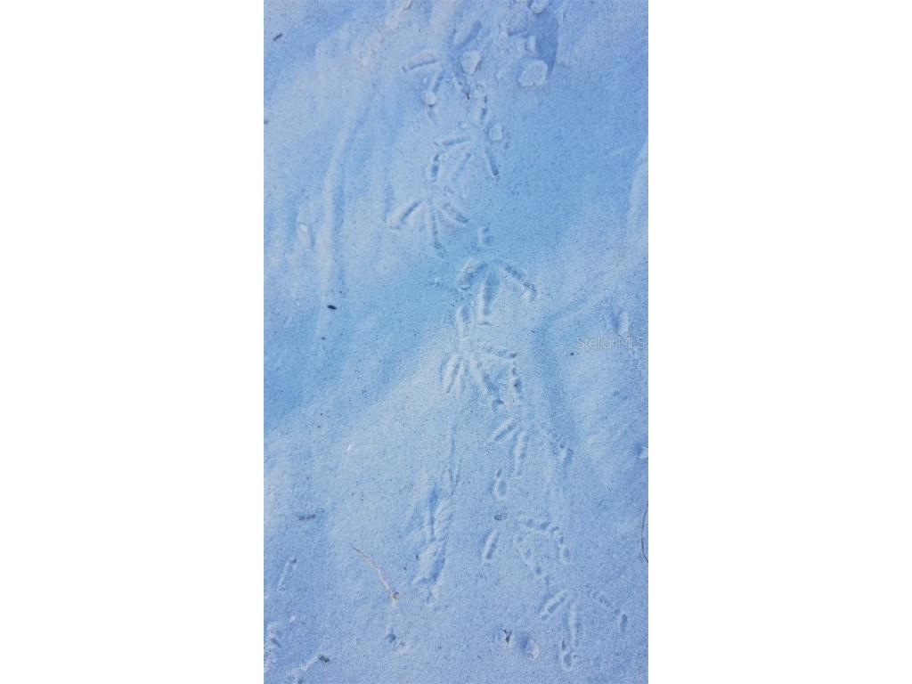 11730 Gulf Boulevard #9 Treasure Island FL 33706 - GULF OF AMERICA TB8396773 image48