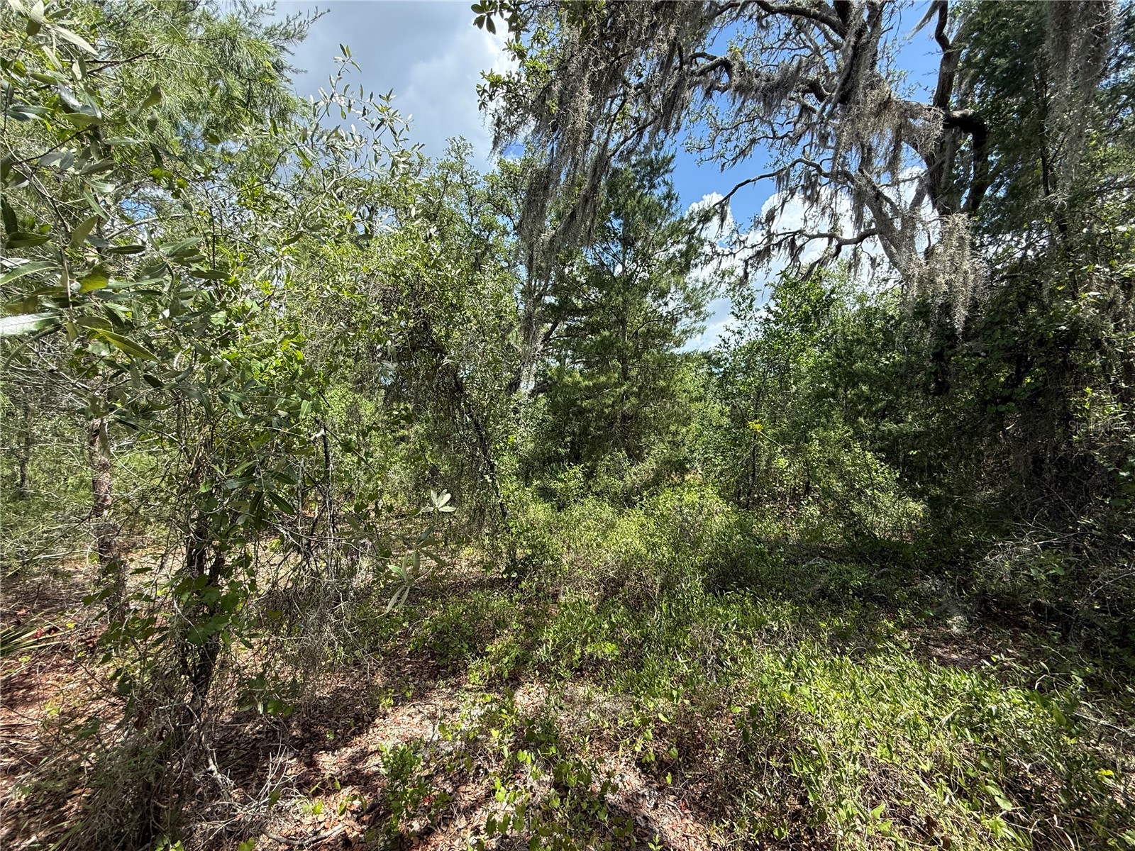 11748 Turkey Lane New Port Richey FL 34654 TB8514096 image12