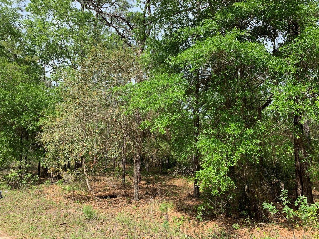 11751 NE 101st Terrace Archer FL 32618 OM655833 image1