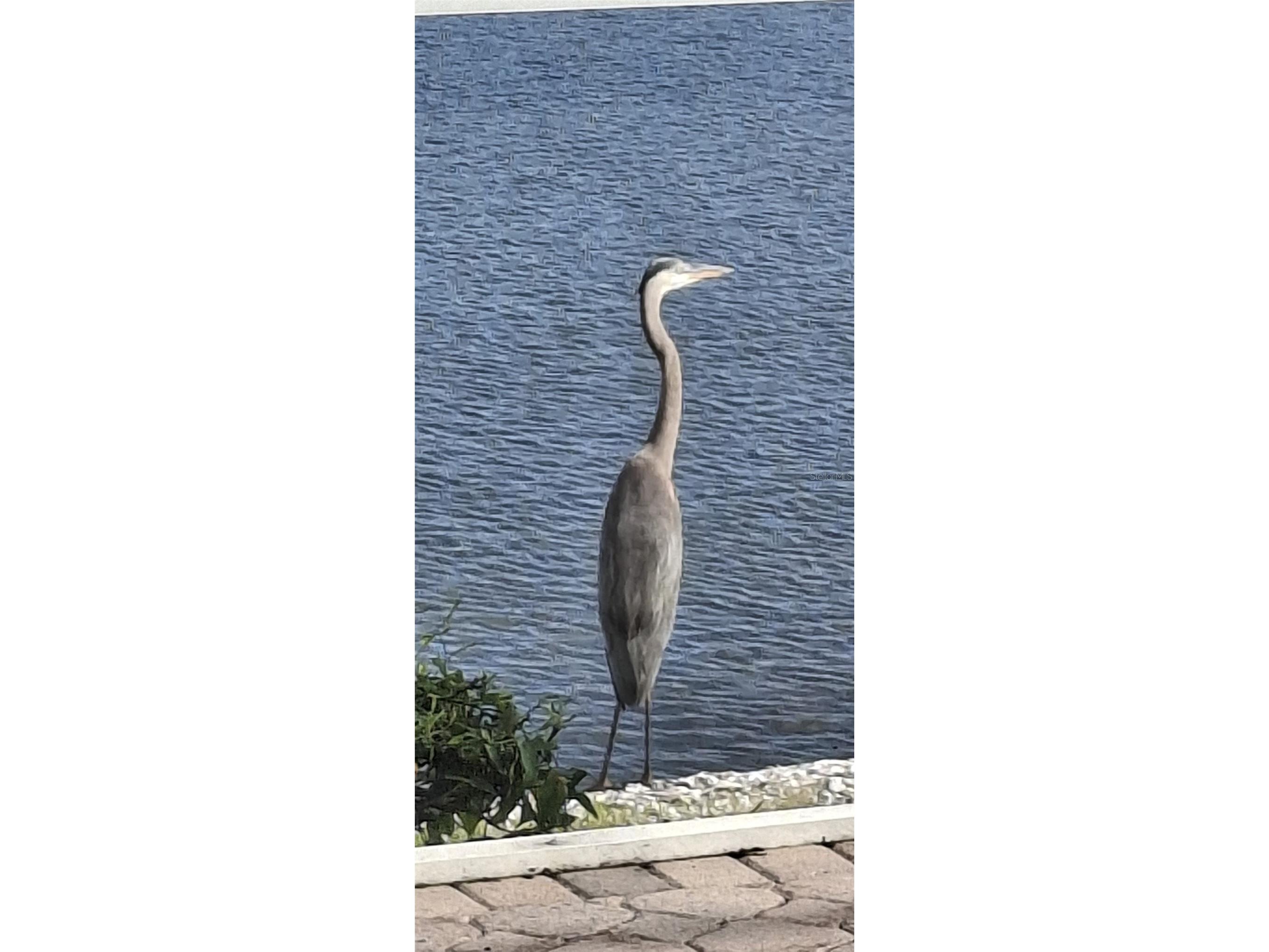 11779 SW Dallas Drive S Lake Suzy FL 34269 - LAKE SUZY TB8482173 image59