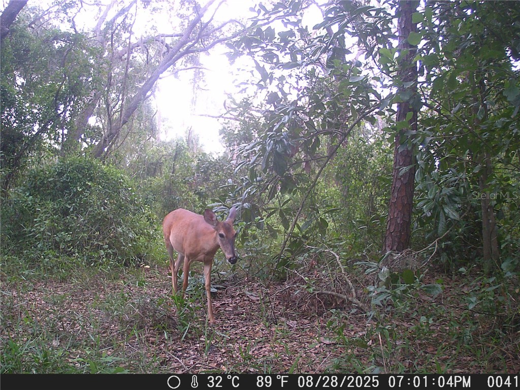 118 E Hunter Rd Plant City FL 33565 TB8422848 image37