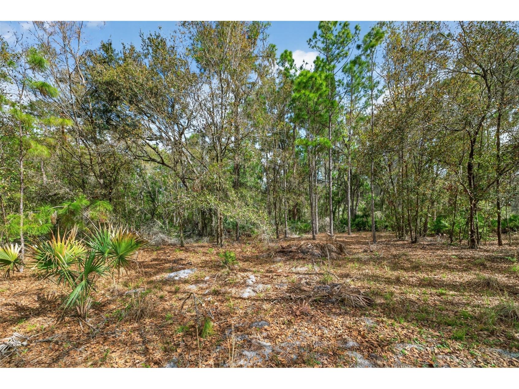 11803 Dog Hollow Lane Lithia FL 33547 TB8490347 image1
