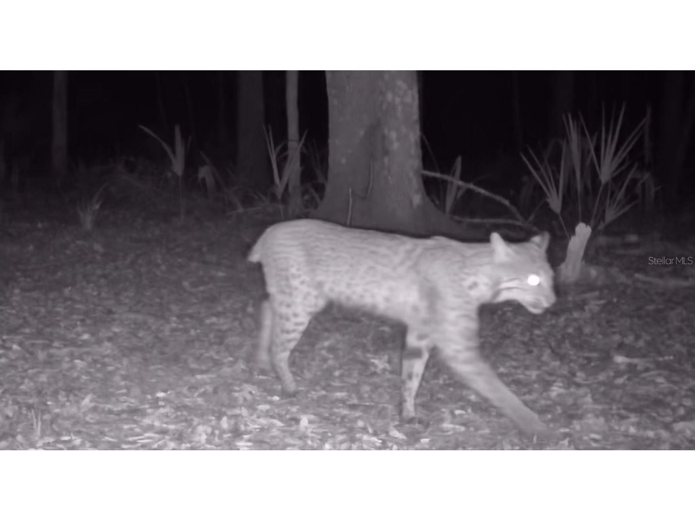 11810 SE County Road 234 Micanopy FL 32667 GC527324 image10