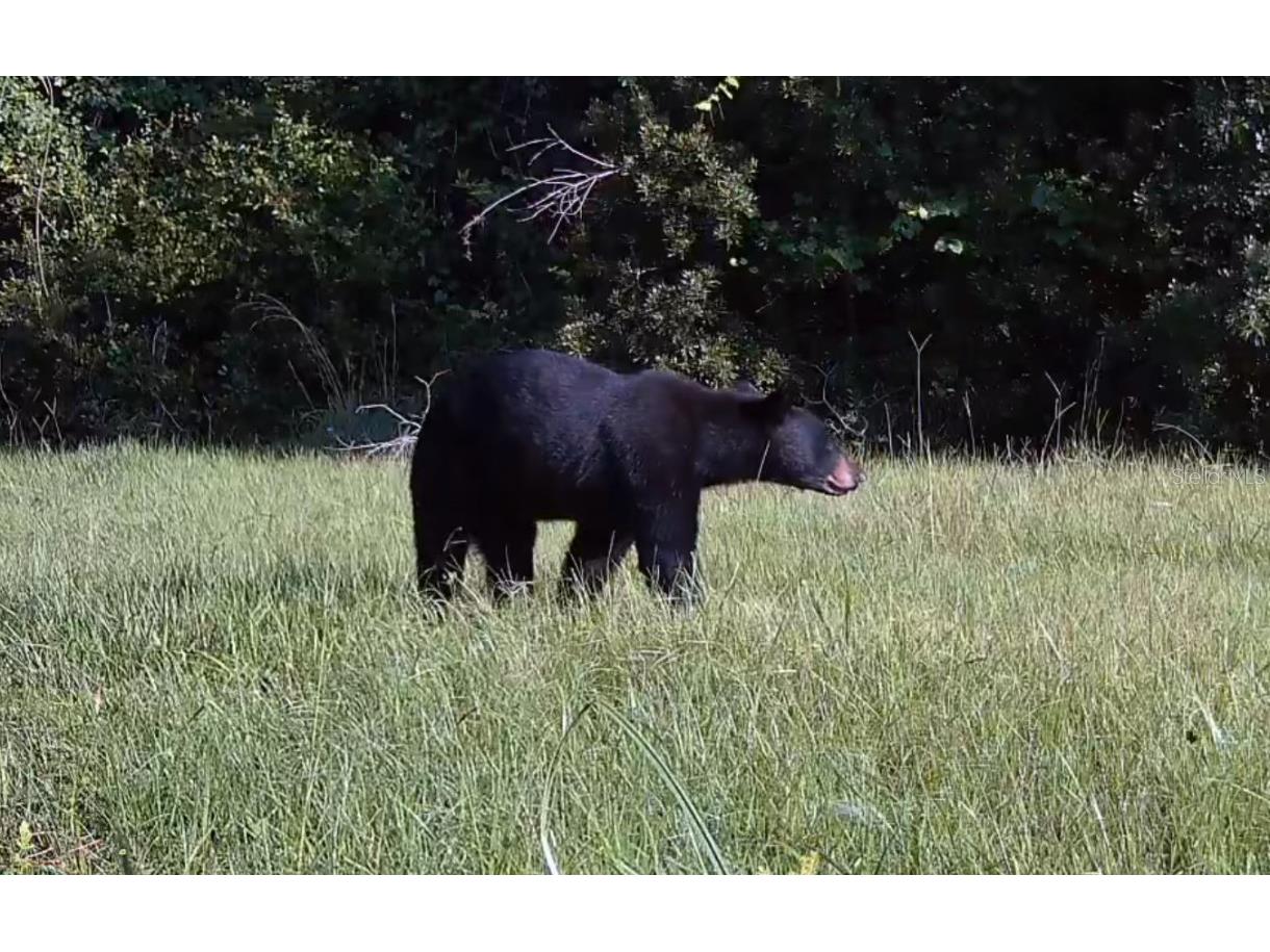 11810 SE County Road 234 Micanopy FL 32667 GC527324 image6