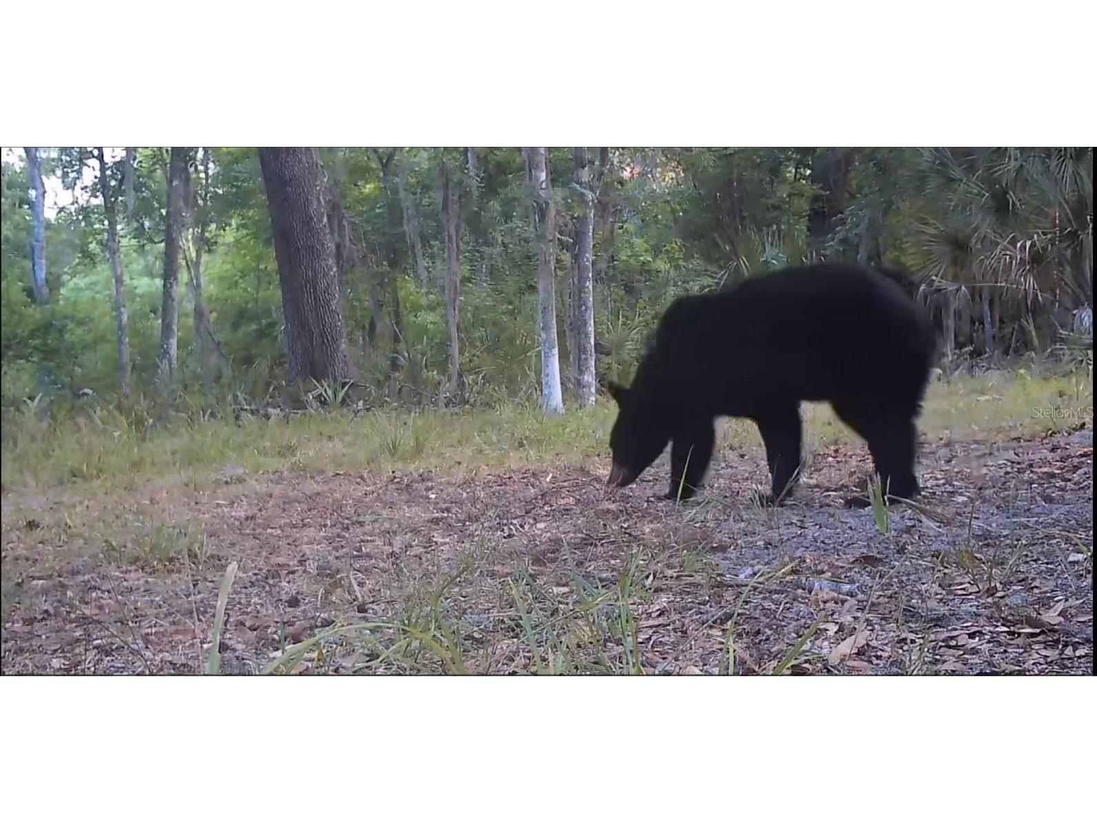 11810 SE County Road 234 Micanopy FL 32667 GC527324 image62