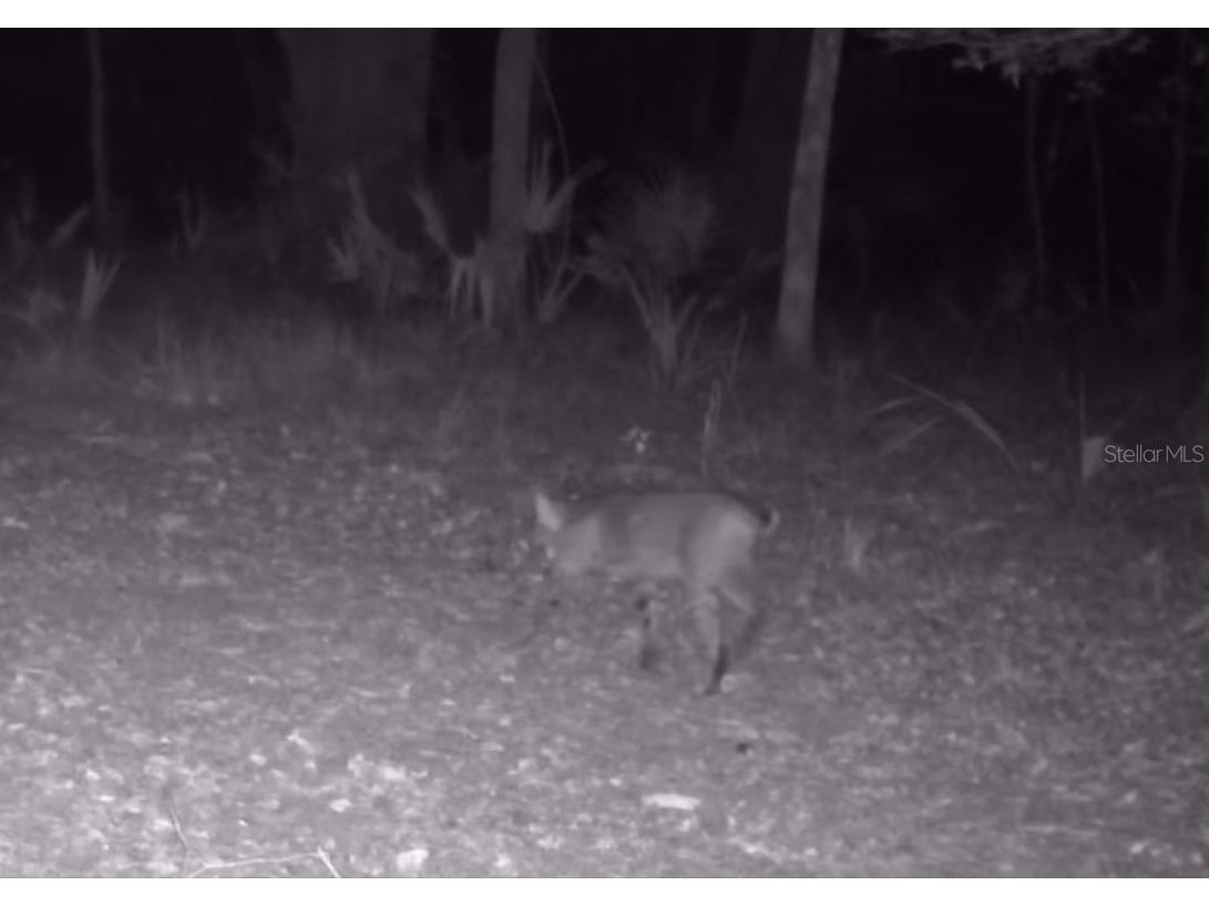 11810 SE County Road 234 Micanopy FL 32667 GC527324 image63