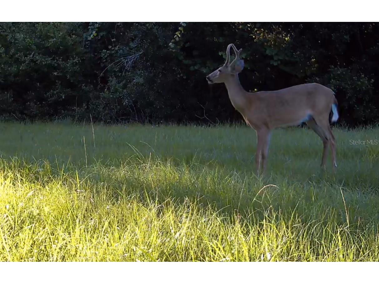 11810 SE County Road 234 Micanopy FL 32667 GC527324 image64