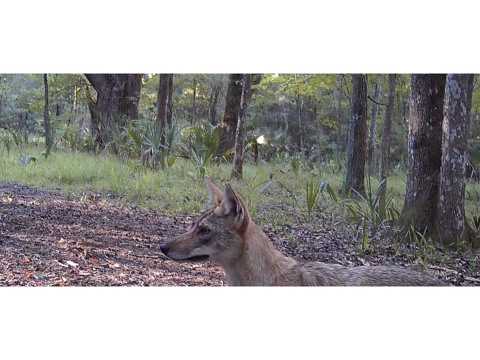 11810 SE County Road 234 Micanopy FL 32667 GC527324 image65