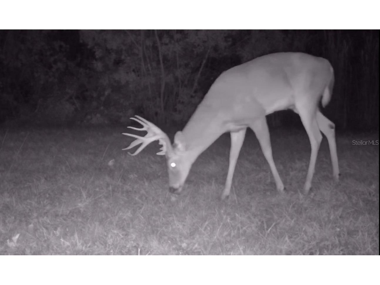 11810 SE County Road 234 Micanopy FL 32667 GC527324 image7