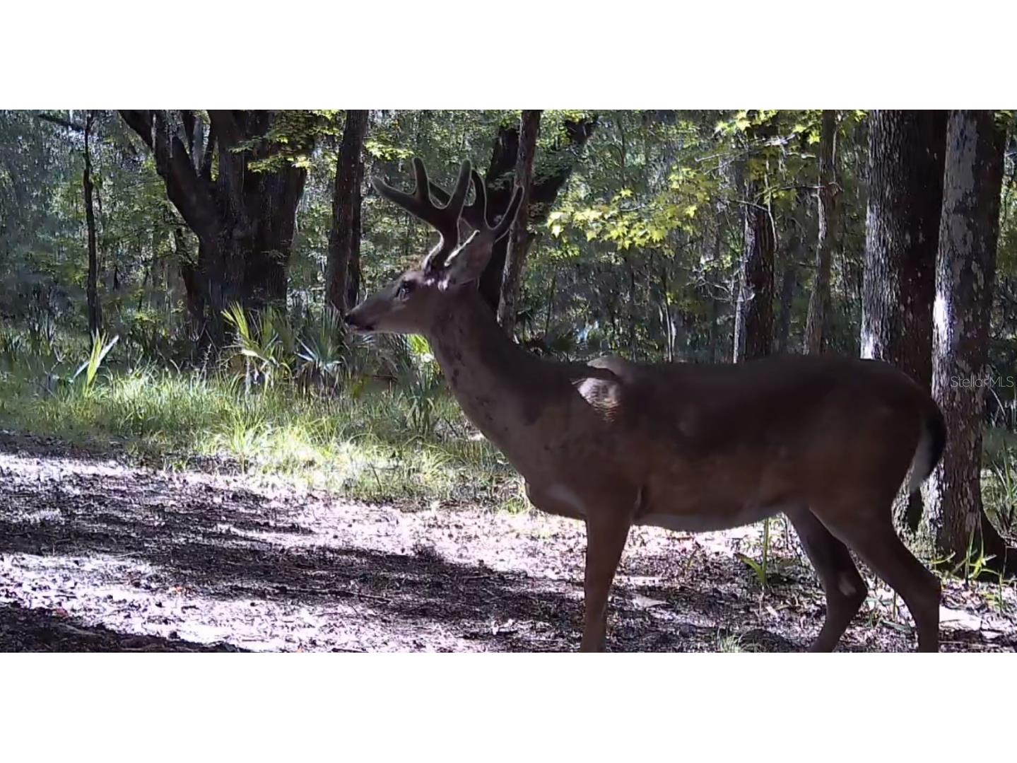 11810 SE County Road 234 Micanopy FL 32667 GC527324 image8