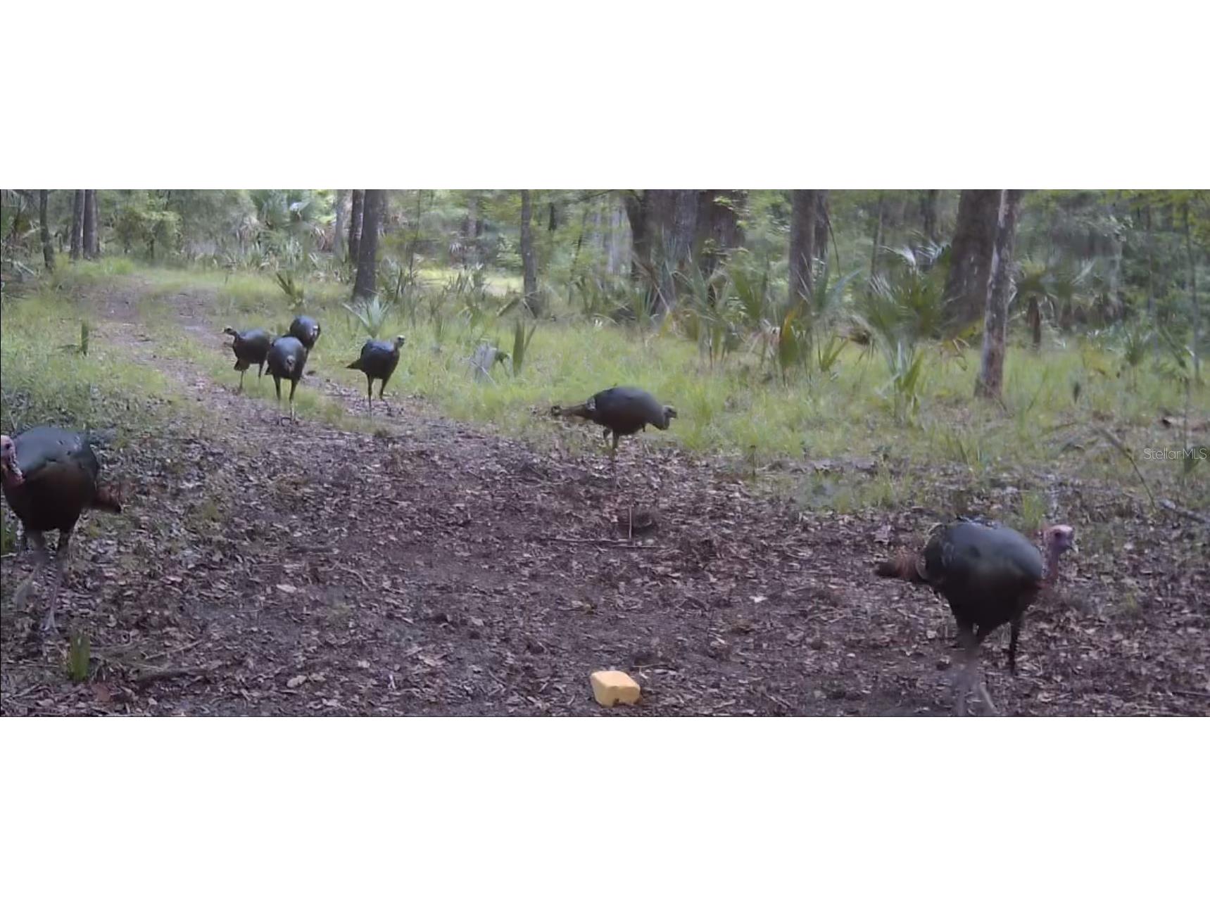 11810 SE County Road 234 Micanopy FL 32667 GC527324 image9