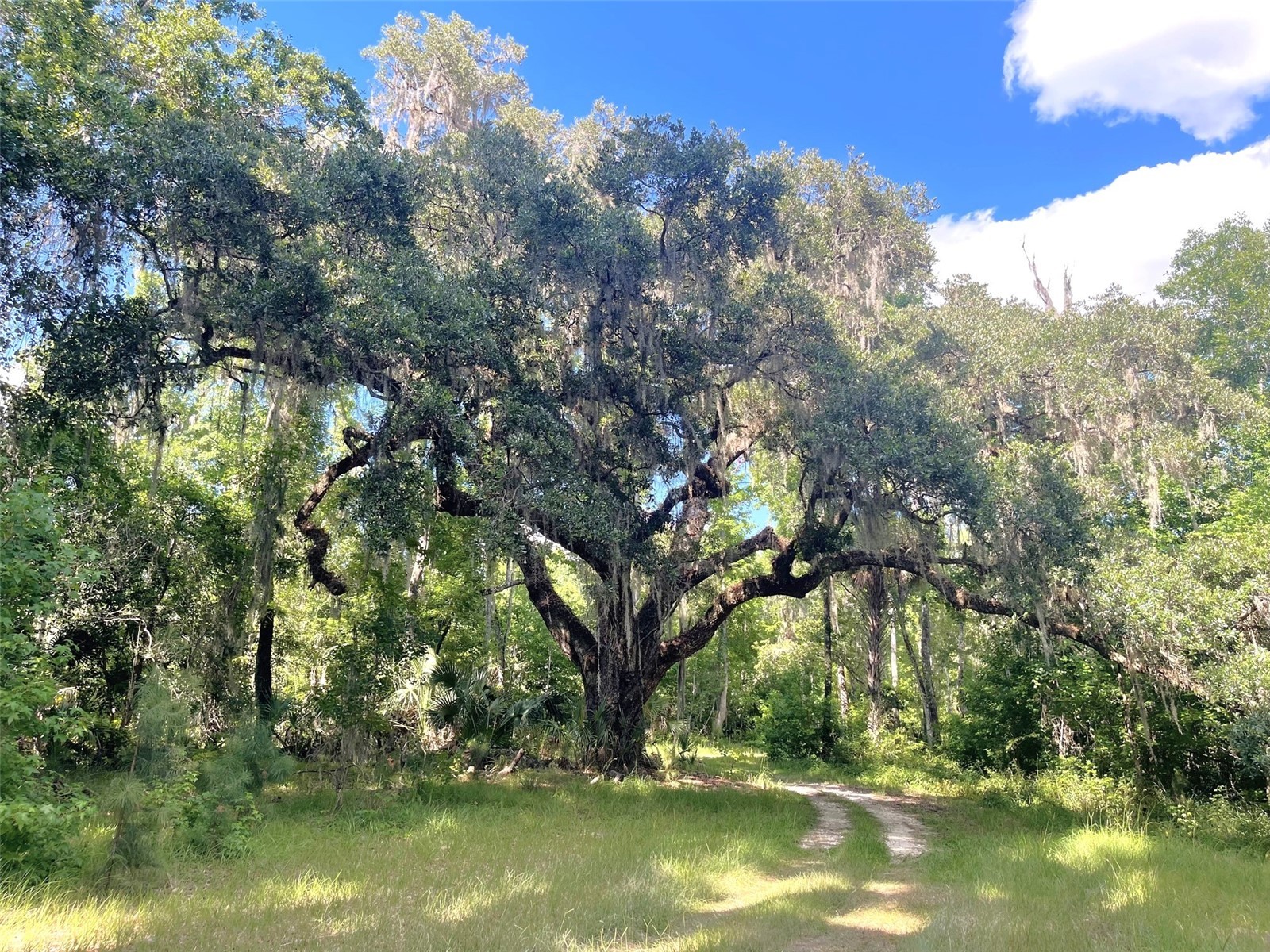 11816 SE County Road 234 Micanopy FL 32667 - STAFFORD POND GC538206 image29
