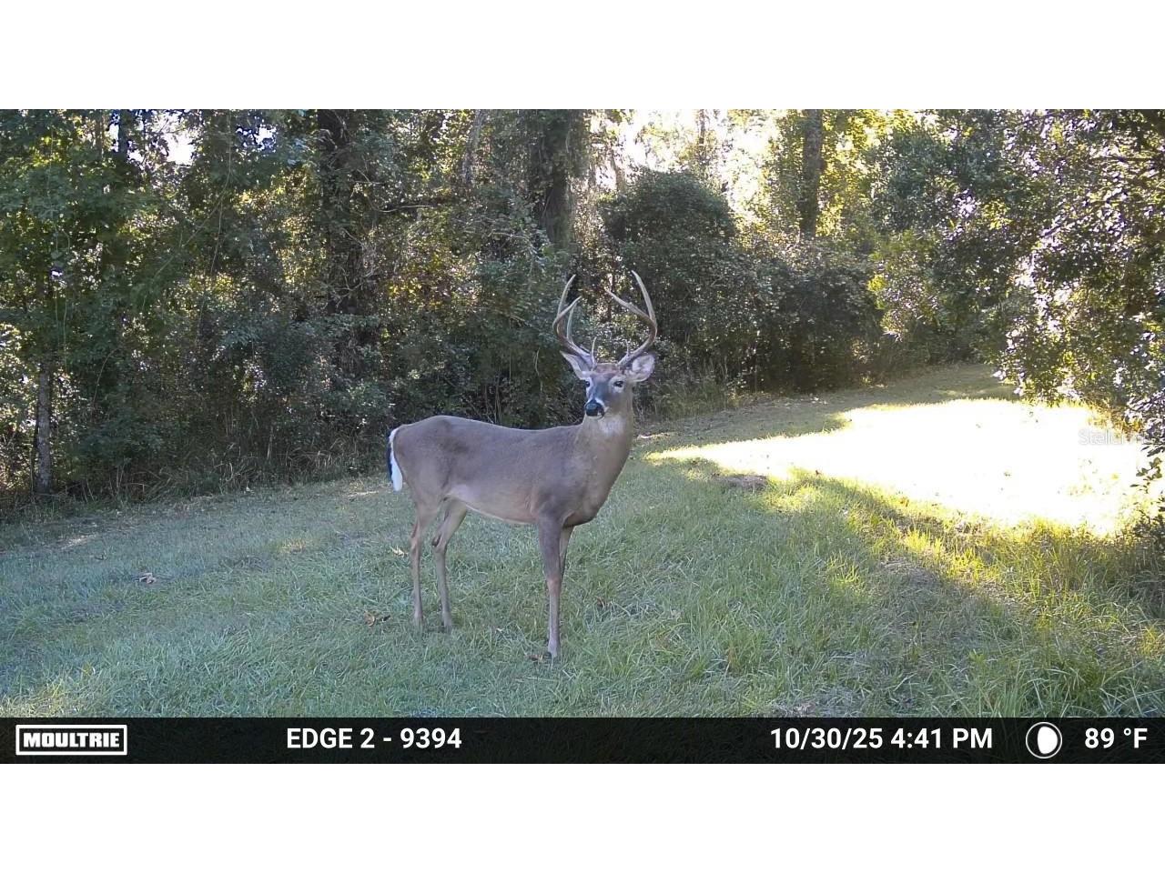 11816 SE County Road 234 Micanopy FL 32667 - STAFFORD POND GC538206 image32