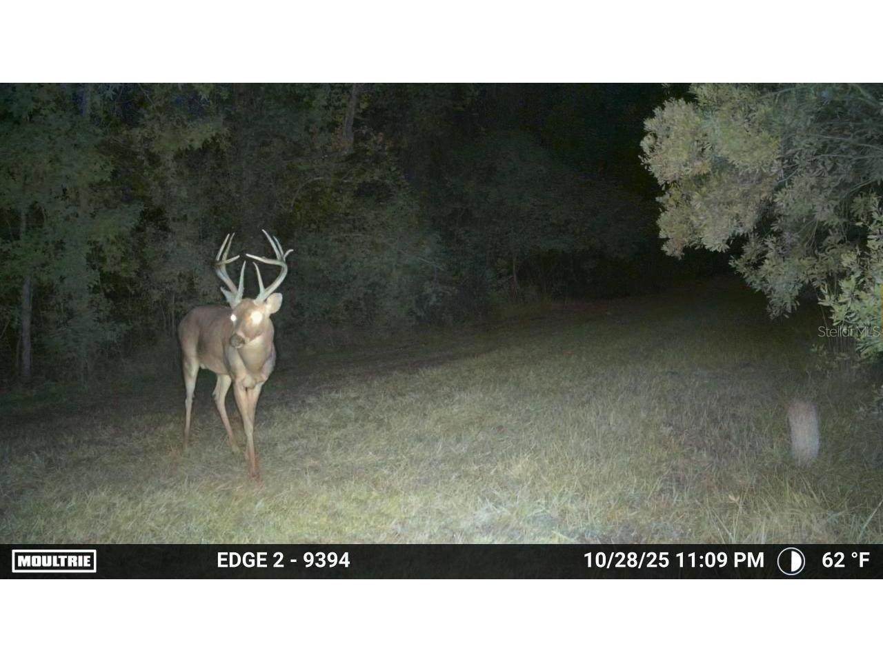 11816 SE County Road 234 Micanopy FL 32667 - STAFFORD POND GC538206 image34