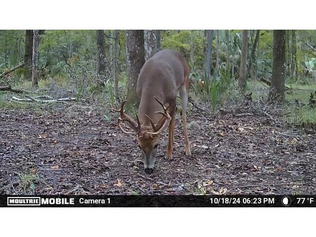 11816 SE County Road 234 Micanopy FL 32667 - STAFFORD POND GC538206 image35