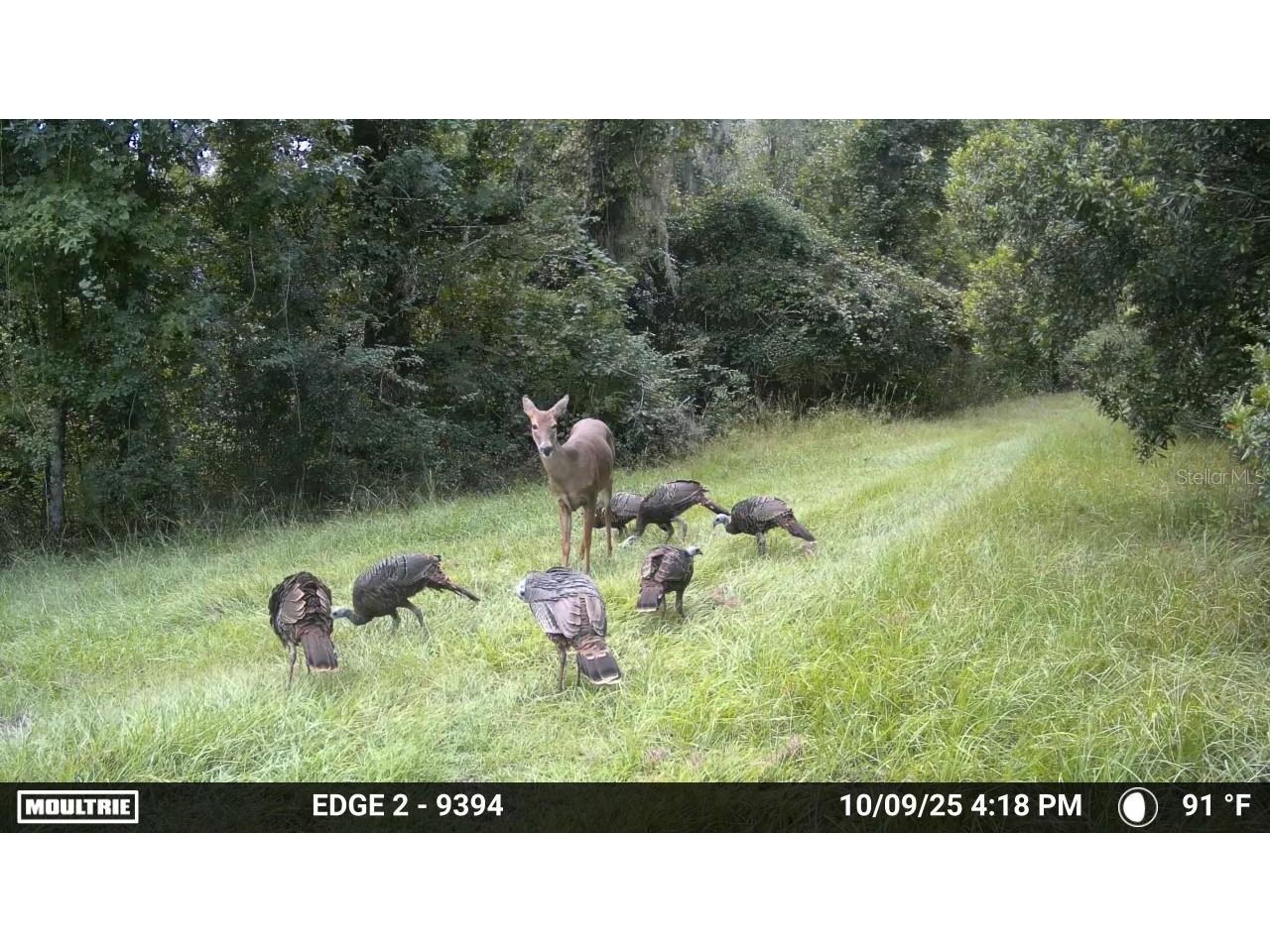 11816 SE County Road 234 Micanopy FL 32667 - STAFFORD POND GC538206 image36