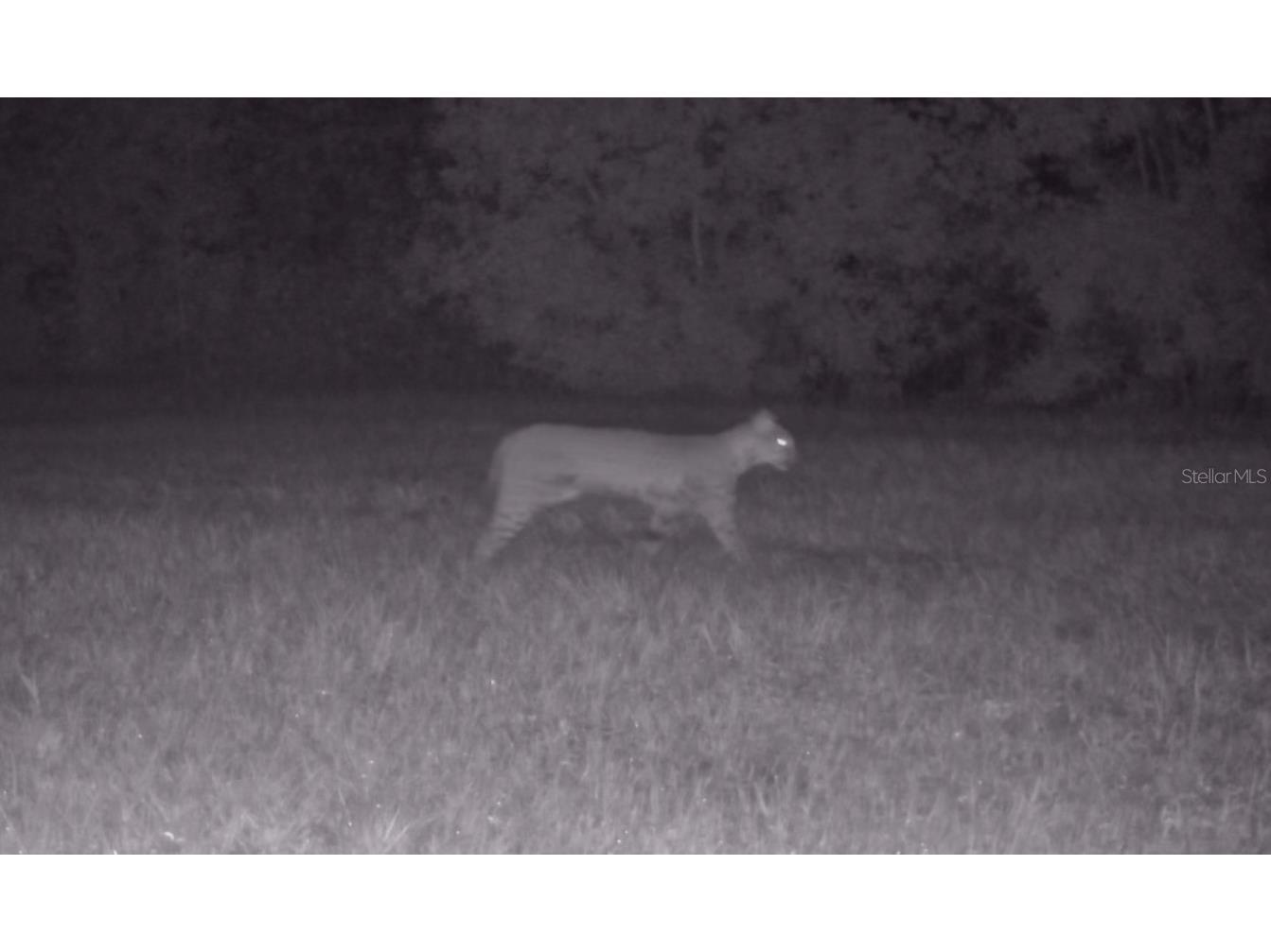 11816 SE County Road 234 Micanopy FL 32667 - STAFFORD POND GC538206 image37