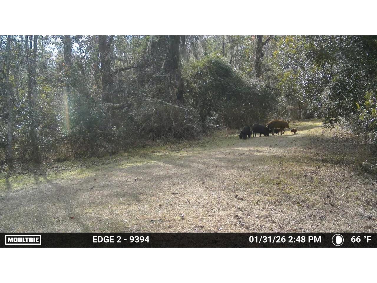 11816 SE County Road 234 Micanopy FL 32667 - STAFFORD POND GC538206 image38