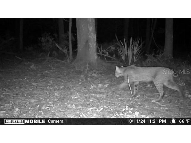 11816 SE County Road 234 Micanopy FL 32667 - STAFFORD POND GC538206 image41