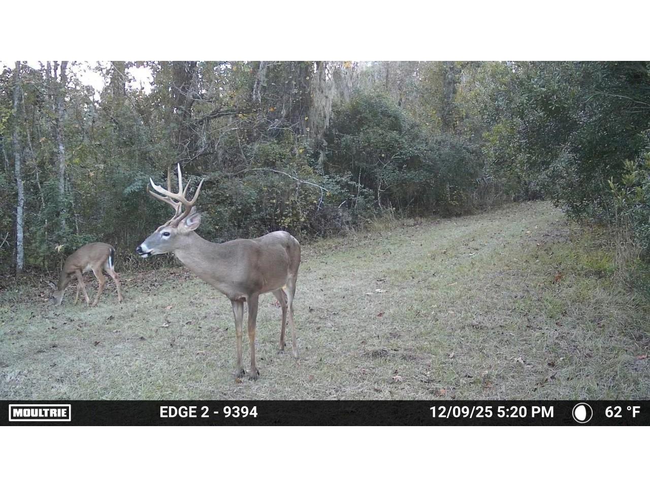 11816 SE County Road 234 Micanopy FL 32667 - STAFFORD POND GC538206 image42