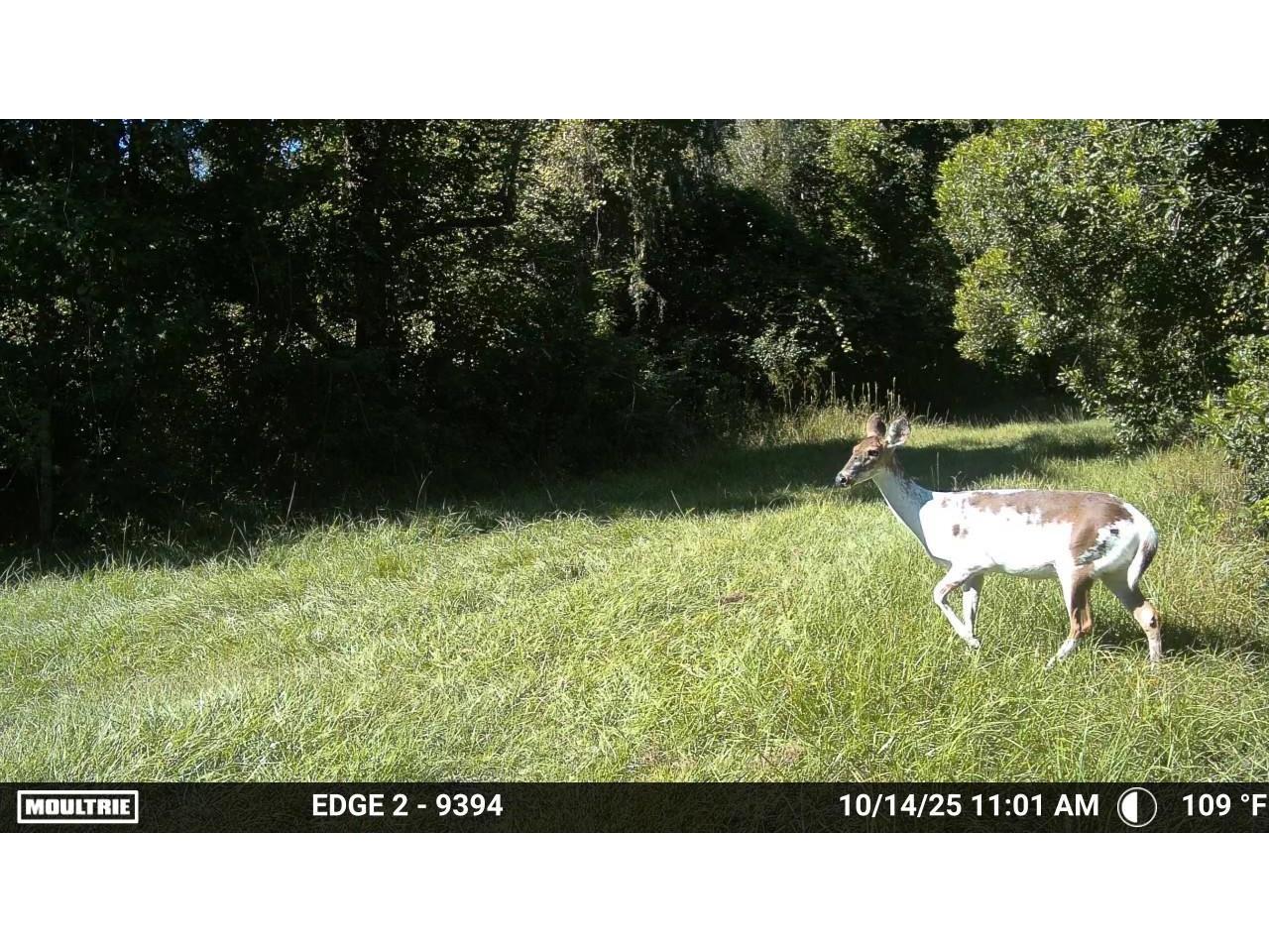 11816 SE County Road 234 Micanopy FL 32667 - STAFFORD POND GC538206 image43