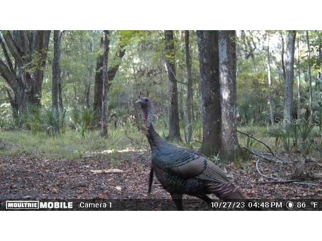 11816 SE County Road 234 Micanopy FL 32667 - STAFFORD POND GC538206 image44