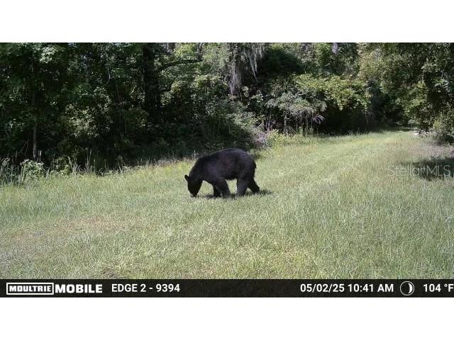11816 SE County Road 234 Micanopy FL 32667 - STAFFORD POND GC539603 image10