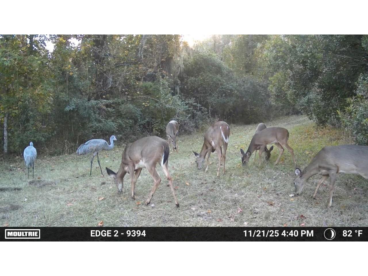 11816 SE County Road 234 Micanopy FL 32667 - STAFFORD POND GC539603 image11