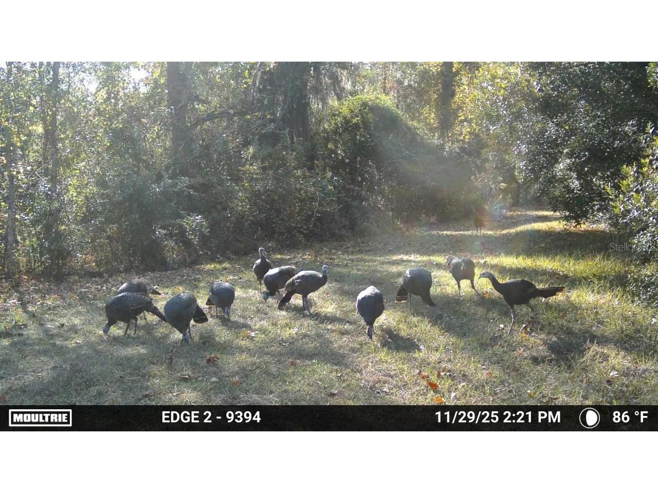 11816 SE County Road 234 Micanopy FL 32667 - STAFFORD POND GC539603 image40