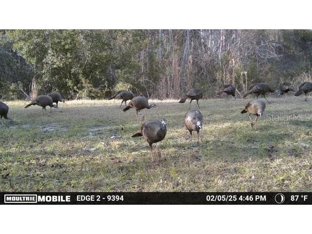 11816 SE County Road 234 Micanopy FL 32667 - STAFFORD POND GC539603 image66